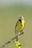 Dickcissel