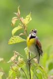 Dickcissel
