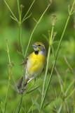 Dickcissel