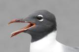 Laughing Gull