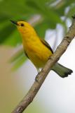 Prothonotary Warbler