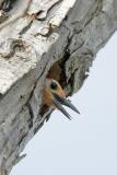 Red-bellied Woodpecker