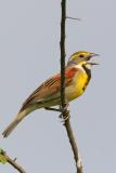 Dickcissel