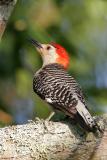 Red-bellied Woodpecker