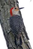 Red-bellied Woodpecker