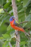 Painted Bunting