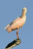 Roseate Spoonbill