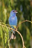 Indigo Bunting