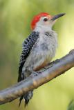 Red-bellied Woodpecker