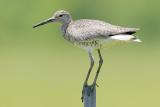 Willet