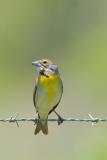 Dickcissel