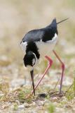 Black-necked Stilt