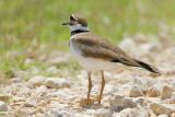 Killdeer