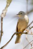 Colima Warbler