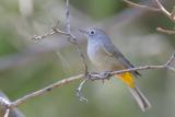 Colima Warbler