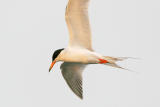 Forsters Tern