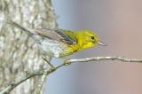 Pine Warbler