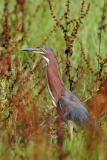 Green Heron