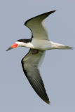 Black Skimmer