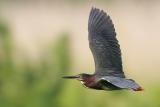 Green Heron