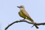 Tropical Kingbird