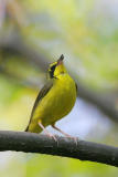 Kentucky Warbler