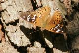 Hackberry Emperor