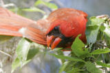 Northern Cardinal