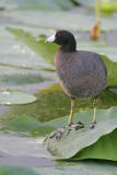 American Coot