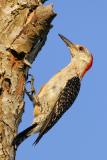 Red-bellied Woodpecker