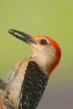 Red-bellied Woodpecker