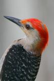 Red-bellied Woodpecker