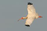 White Ibis