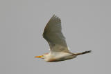 Cattle Egret