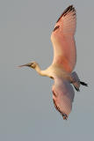 Roseate Spoonbill