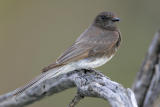 Black Phoebe