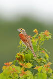Dickcissel
