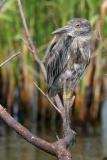 Black-crowned Night-Heron