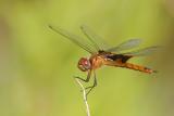 Red Saddlebags