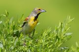 Dickcissel