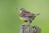 Eastern Meadowlark