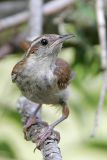 Carolina Wren