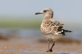 Laughing Gull