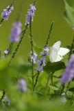 Great Southern White on Texas Vervain