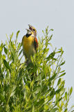 Dickcissel
