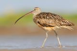 Long-billed Curlew