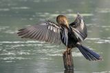 Anhinga