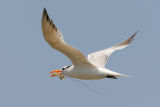 Royal Tern