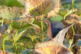 Green Heron