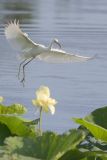 Little Blue Heron